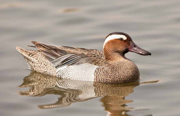 Garganey