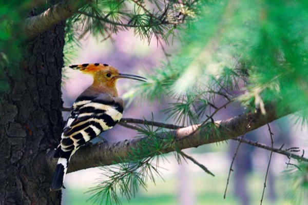 Hoopoe