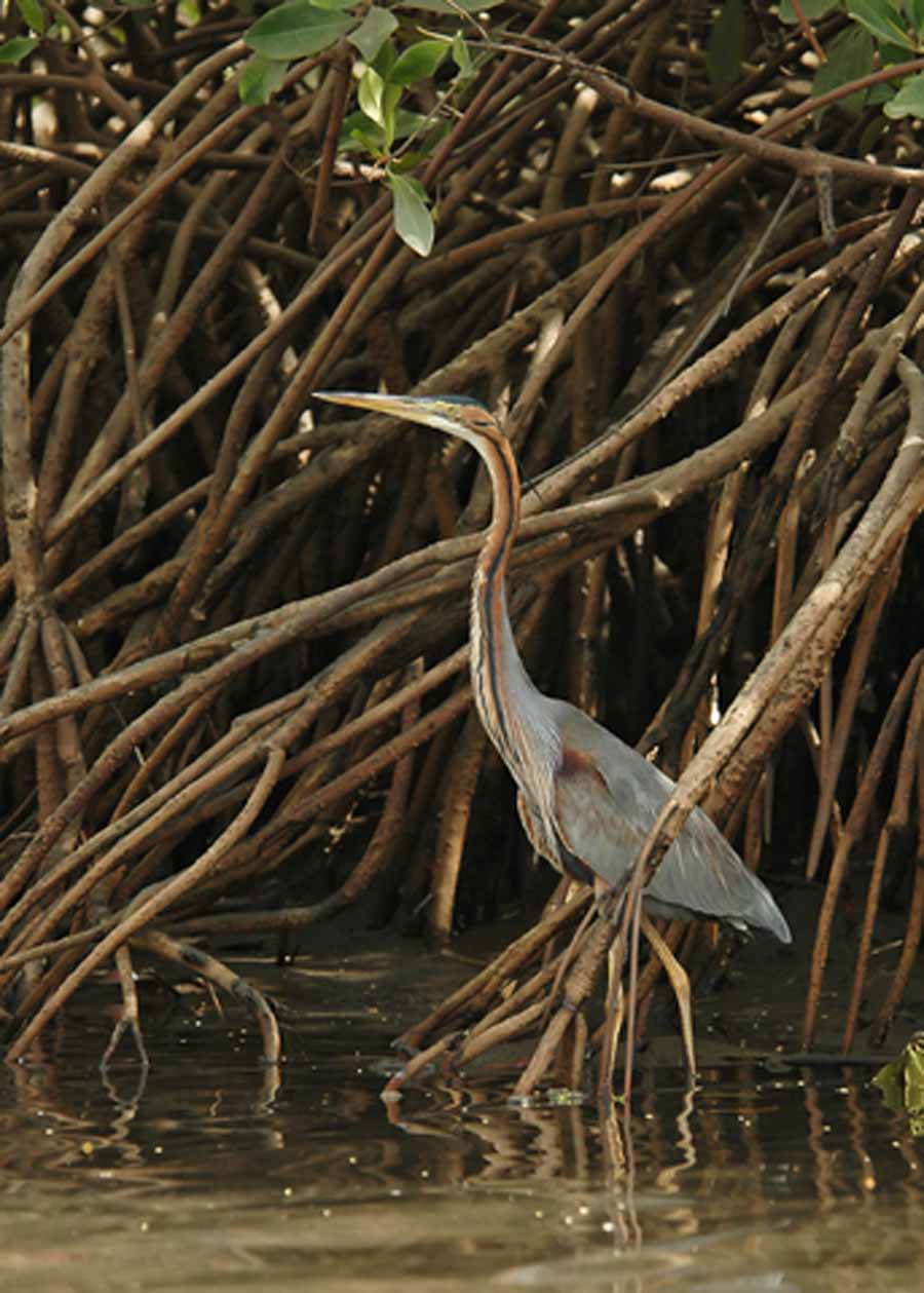 Purple Heron