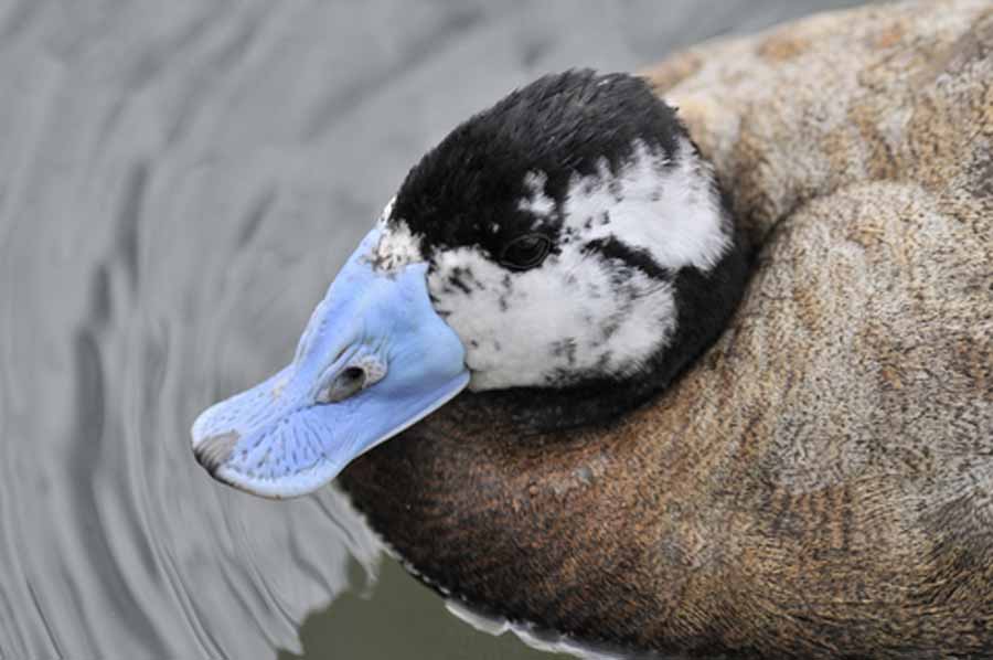 White Headed Duck