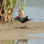 Valencian Coastal Wetlands - 8th September 2011