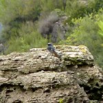 Diary of Bird Life in the La Drova Valley