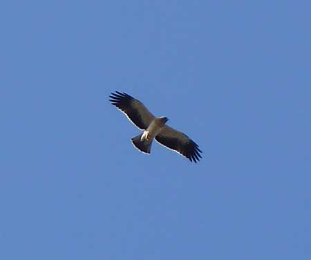 Booted Eagle in Spain