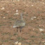 Steppe & Lagoon Tour - 6th October 2011