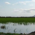 Valencian Rice Fields.