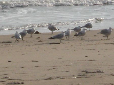 Audouin´s Gulls