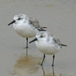 Sanderling Census of La Safor