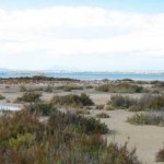Bird Watching at Santa Pola & La Mata.