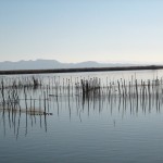 A morning at Albufera de Valencia.