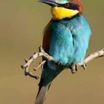 Combine Guided Bird Watching in Spain with a City Break or Beach Holiday