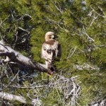 A Guided Bird Watching Trip to Albufera de Valencia.