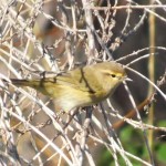 Bird Watching at Albufera de Valencia.