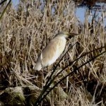 A brief birding trip to our local marsh.