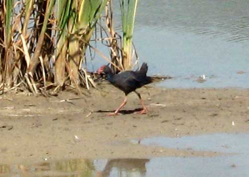 Purple Gallinule