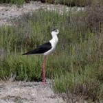 Beginners´Bird Watching Trip to Albufera de Valencia