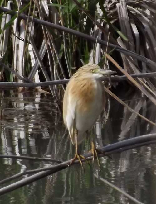 Squacco Heron