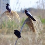 Bird Watching in Valencia