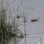 Guided Bird Watching in Valencia