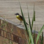 Guided Bird Watching in Valencia
