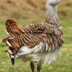 Bird Watching Trip to Castilla de la Mancha