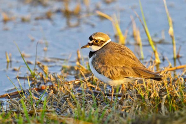 Little Ringed Plover