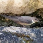 Mountain Bird Life