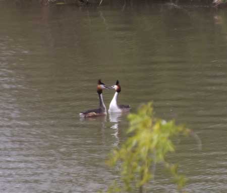 Great-Crested-Grebes