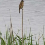Bird Watching in Valencia