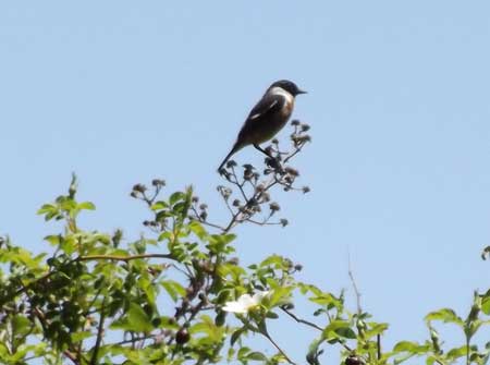 Male-Stonechat