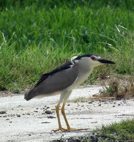 Night Heron