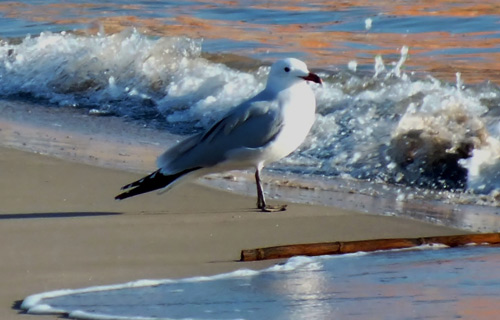 Audouin´s Gull