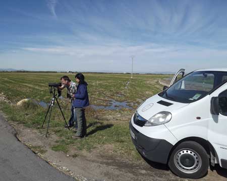 Scanning the rice fields at Albufera de Valencia