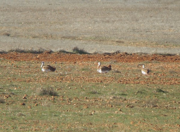 Great Bustards