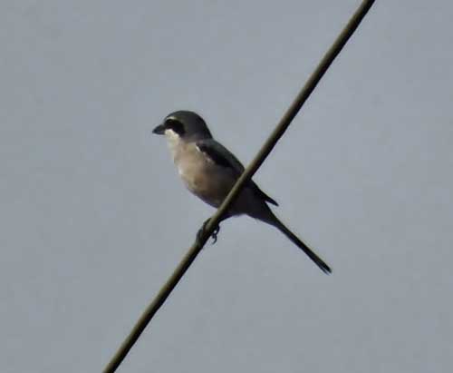 Iberian Grey Shrike