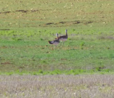 A Christmas Birding Trip to the Steppe & Lagoons of Eastern Spain