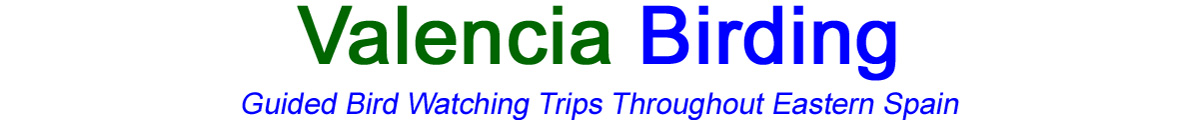 Valencia Birding - Guided Bird Watching in Spain