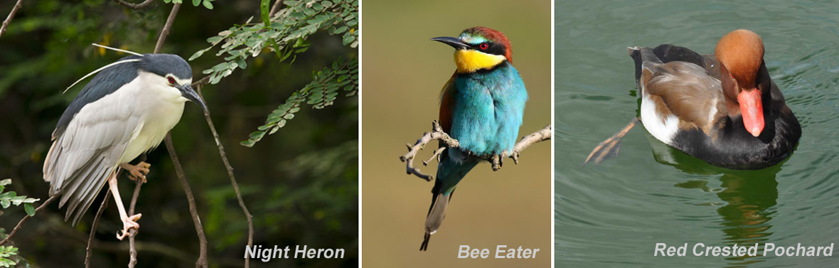 Birds of Valencia