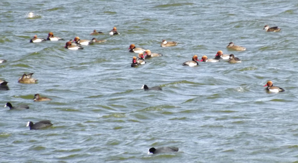 Red Crested Pochards & Common Coots