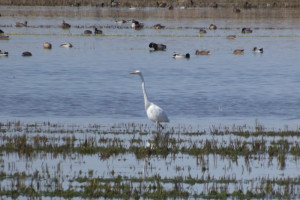 Guided Bird Watching at Albufera de Valencia.
