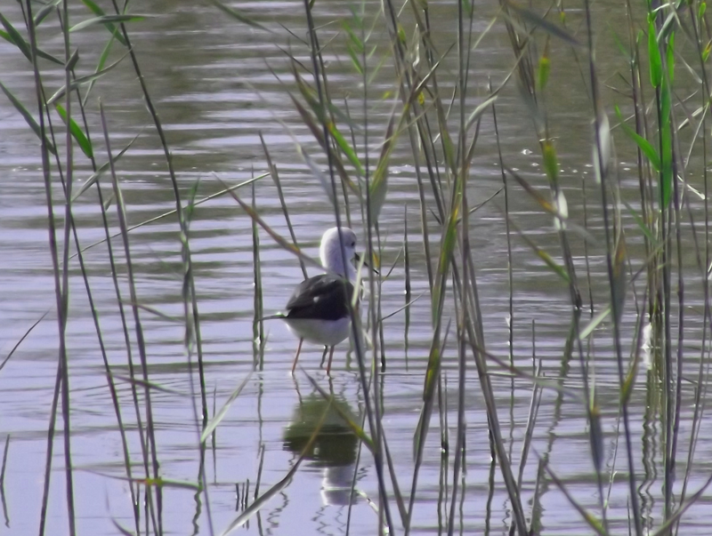Black Winged Stilt