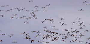 Guided Bird Watching in Eastern Spain.