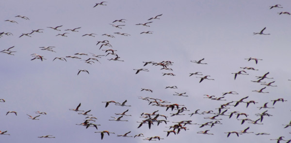 Greater Flamingoes in flight