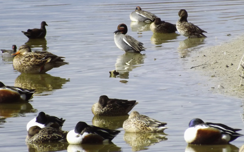 Birding in Valencia
