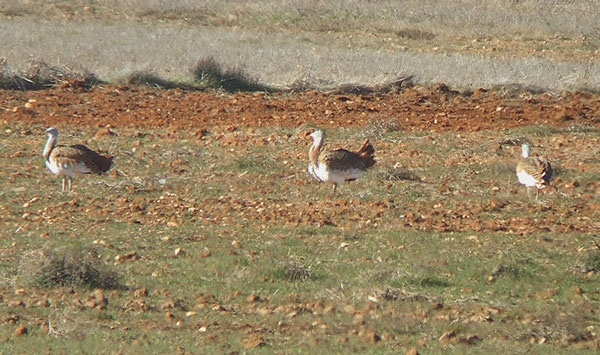 Great Bustards