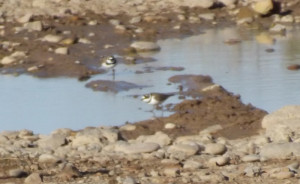 Guided Bird Watching in Valencia.
