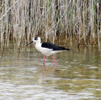 Short Breaks & Guided Birding in Spain – Day 1