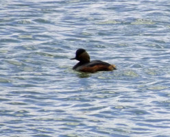 Short Breaks & Guided Birding in Spain – Day 2