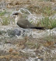 Birding at the Valencian Coastal Wetlands.