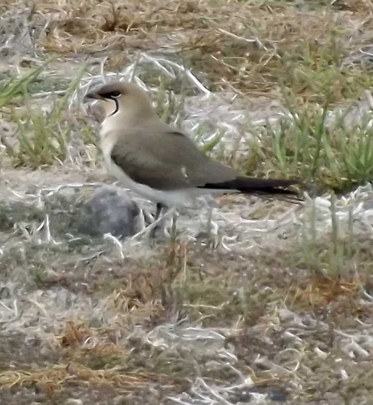 Collared Pratincole