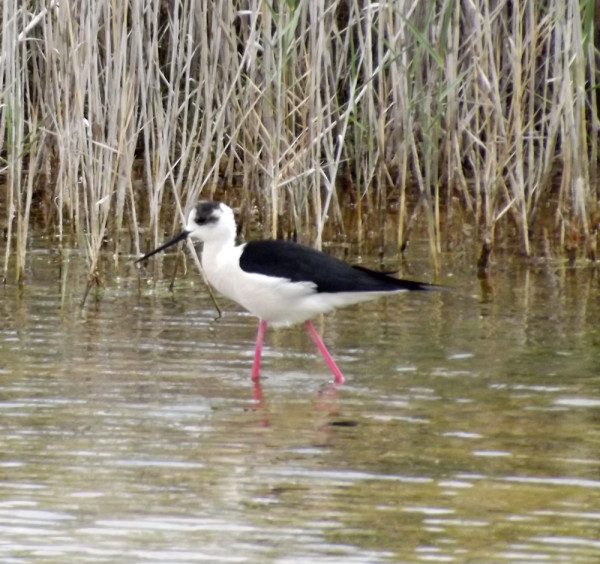 Black Winged Stilt